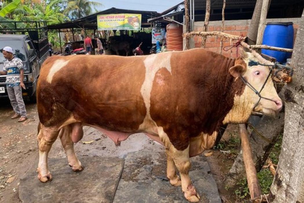 Mengenal Sapi Blembo, Sapi Jenis Simental Seberat 1 Ton Jadi Calon Hewan Kurban Presiden Prabowo di Palembang