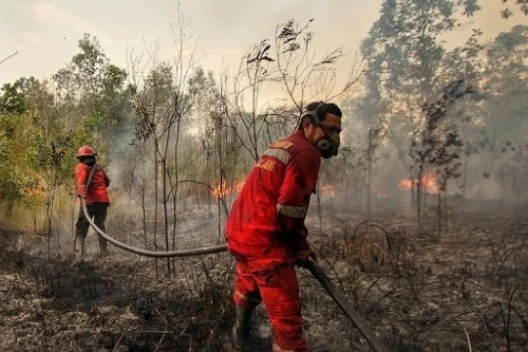 Waspada Karhutla, BPBD Sumsel Imbau Warga tak Bakar Lahan Jelang Musim Kemarau