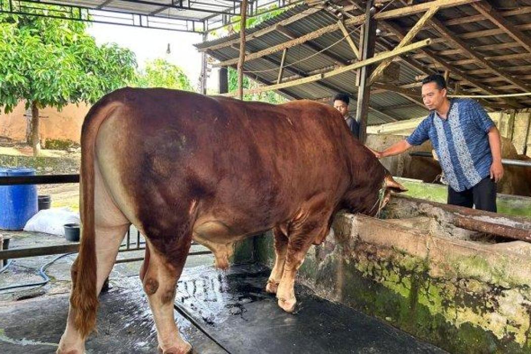 Inilah Penampakan Sapi Kurban Presiden Prabowo di Lubuklinggau, Berjenis Simental Beratnya Capai 850 Kg