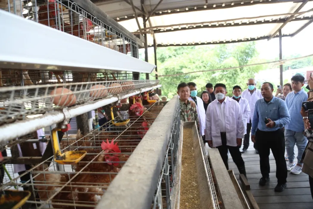 Herman Deru Serahkan Sertifikat NKV kepada Peternak Ayam Petelur di Banyuasin